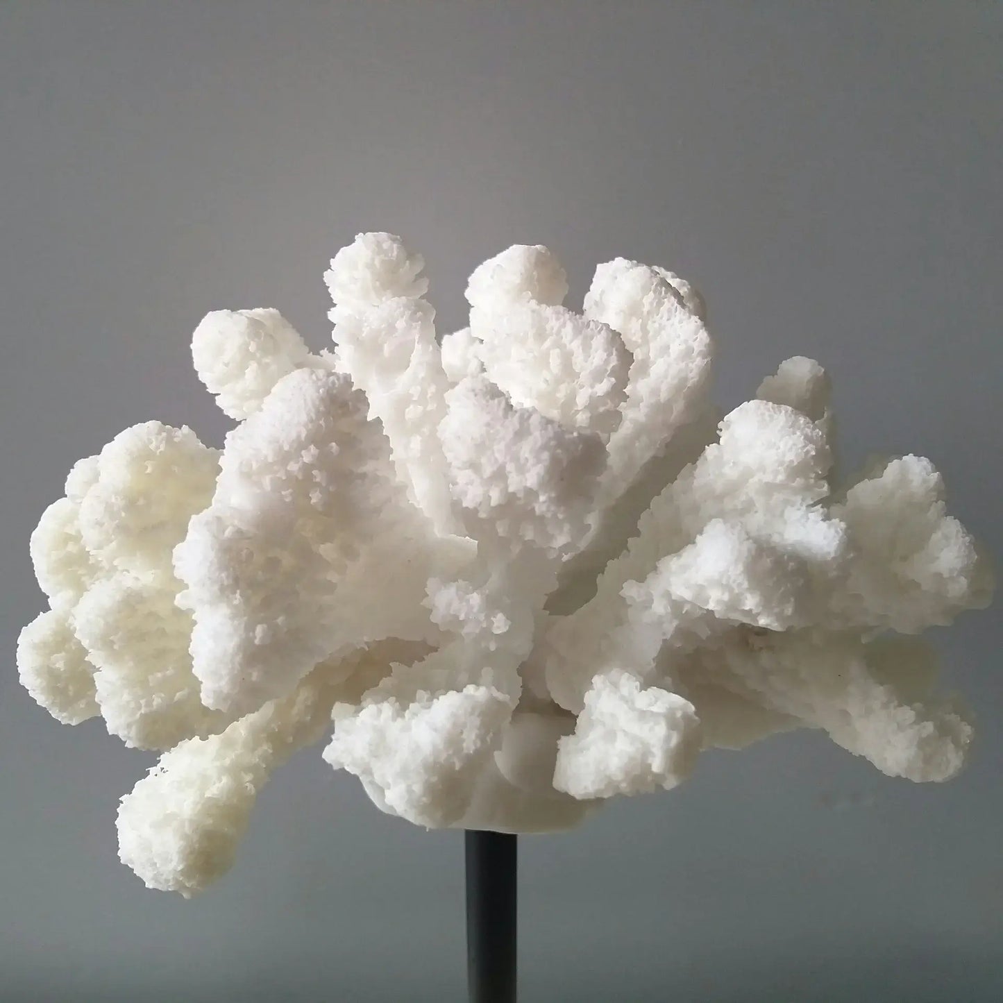 Fermaoggetti Statua "Coral Nizza" - con Corallo Sintetico in Resina Acrilica in diversi modelli.